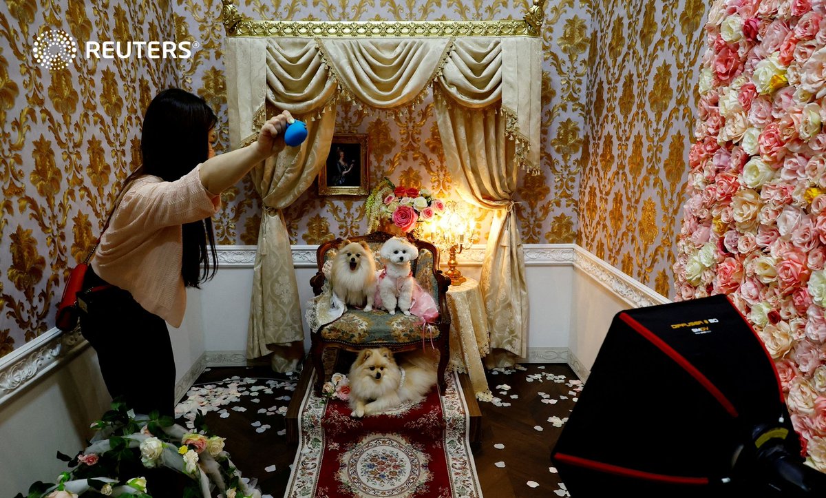 A woman tries to make her pet dogs look at a camera while taking pictures of the dogs wearing dresse...