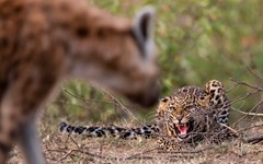 Leopard vs hyena