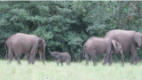 Gabon is home to more than half of the forest elephants in Africa, where park rangers fight poaching. 