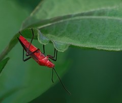 Red Bug, Green Leaves
