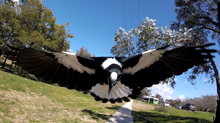 A magpie swoops at the camera lens