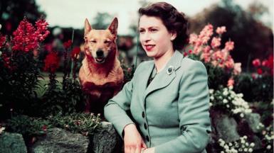 The queen pictured at Balmoral with Susan in 1952. The queen leans on a wall in a pale green suit. Susan is a dark red corgi with a pointed, foxy face, and an almost smiling expression