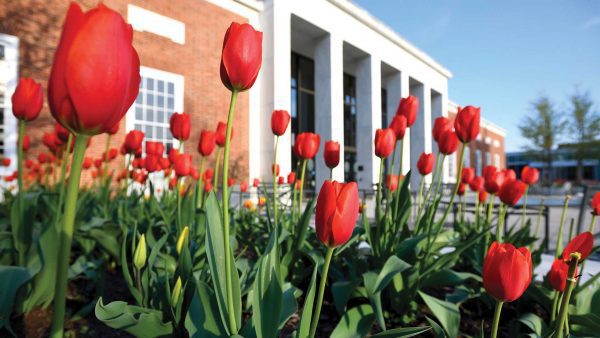 photo of red tulips in front of library on Homewood campus