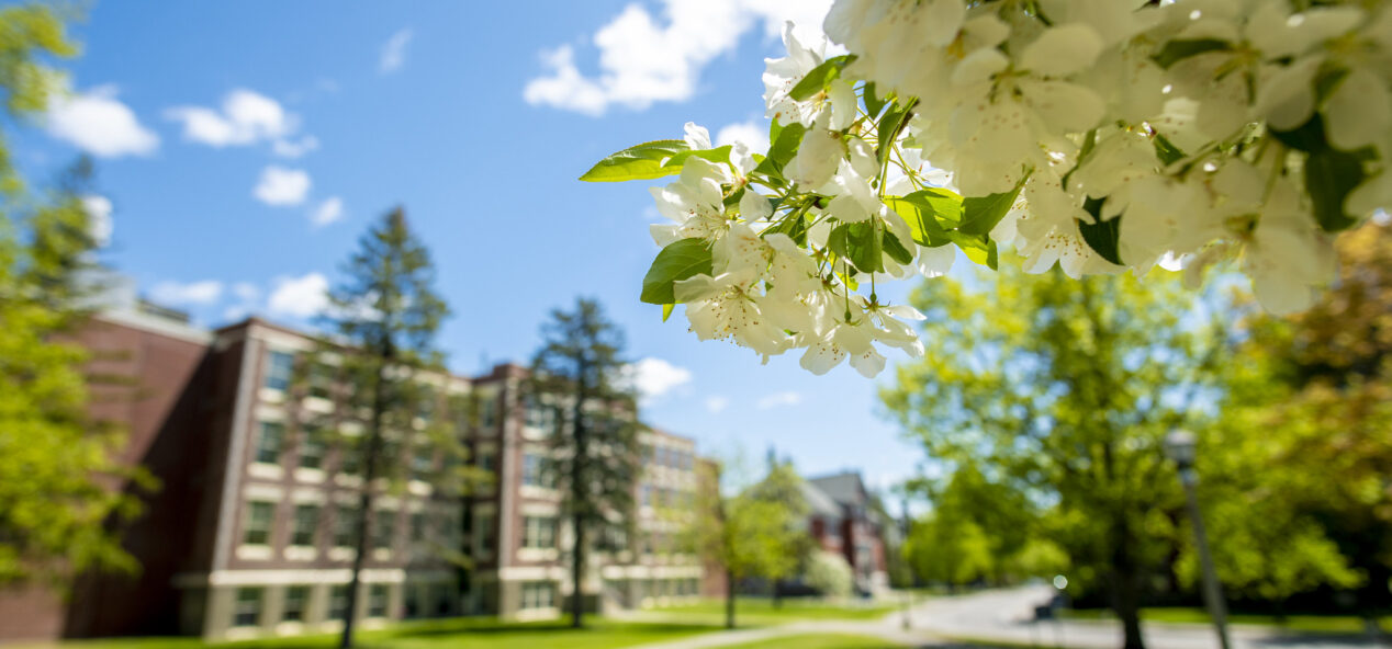 Photo of UMaine campus in the spring
