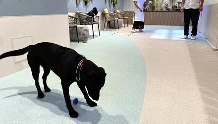 Guests play with their pet in the indoor dog park at a Tokyo hotel. Photo: WaPo / Japan News-Yomiuri.