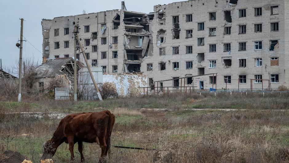 War-torn: A cow grazes near a bombed-out block of flats in the Ukraine&rsquo;s Kherson region. Photo: Reuters
