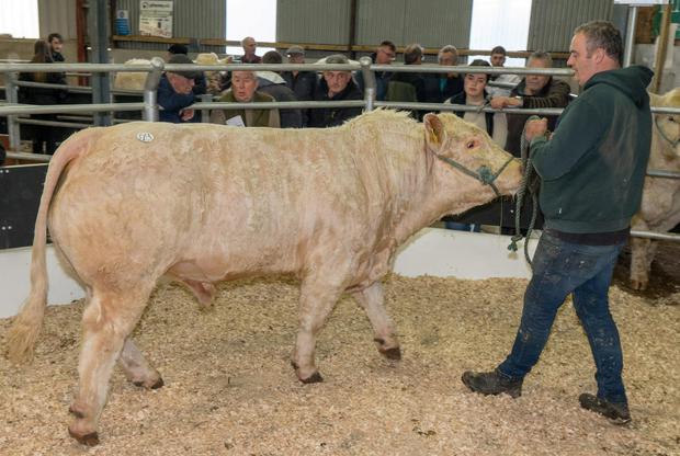 Moheedian Soloman sold for €3,800 for Val Keane, Croghan, Co Roscommon. Photo: Gerry Faughnan