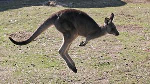 A grey kangaroo. Stock image