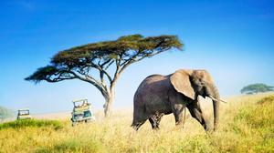 An African elephant crossing the plains of the Serengeti