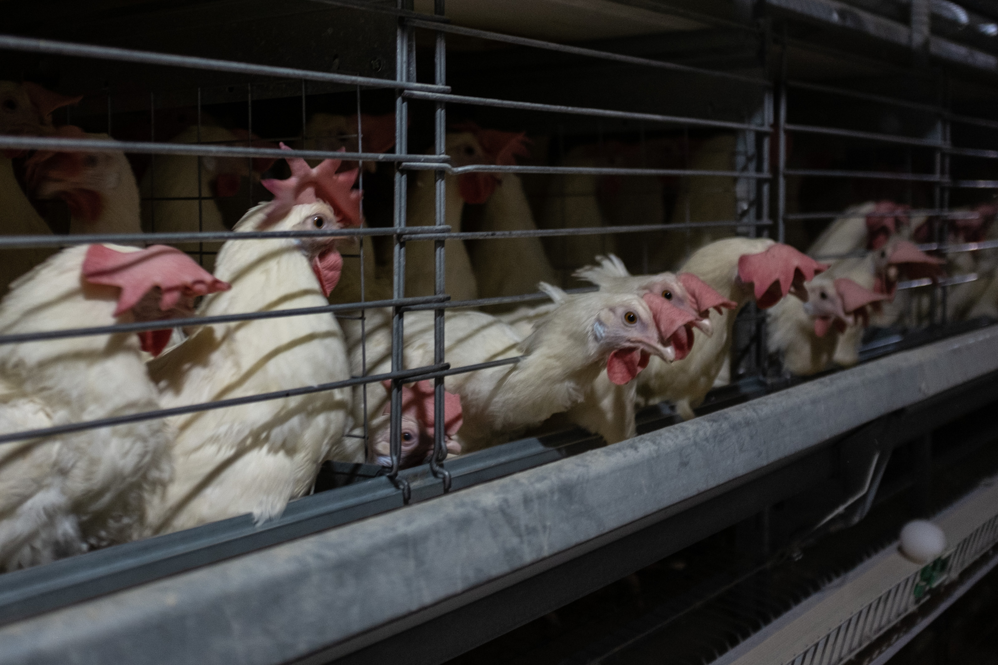 Hens are seen poking their heads out of the bars of battery cages.