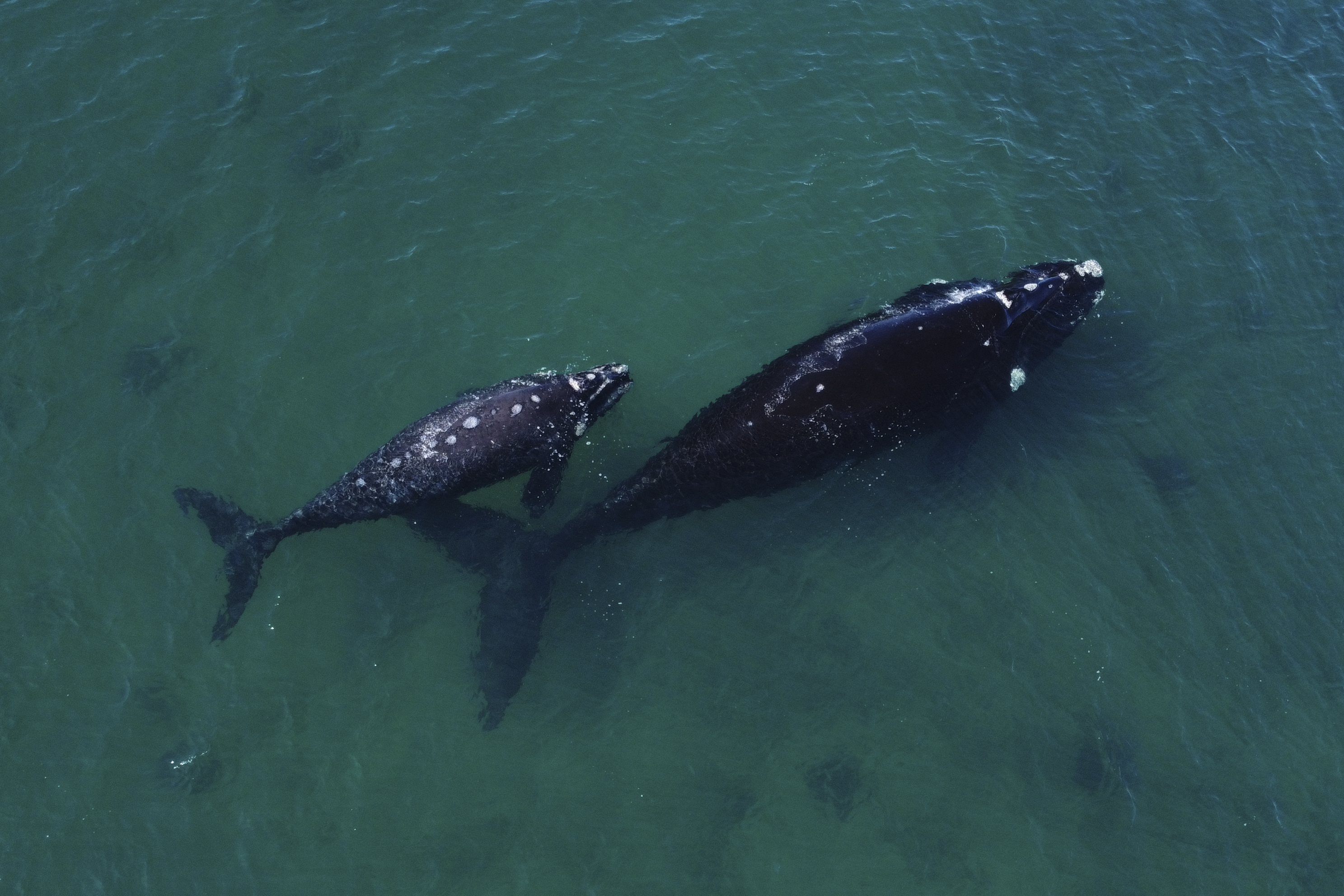 Two whales swimming, seen from above.