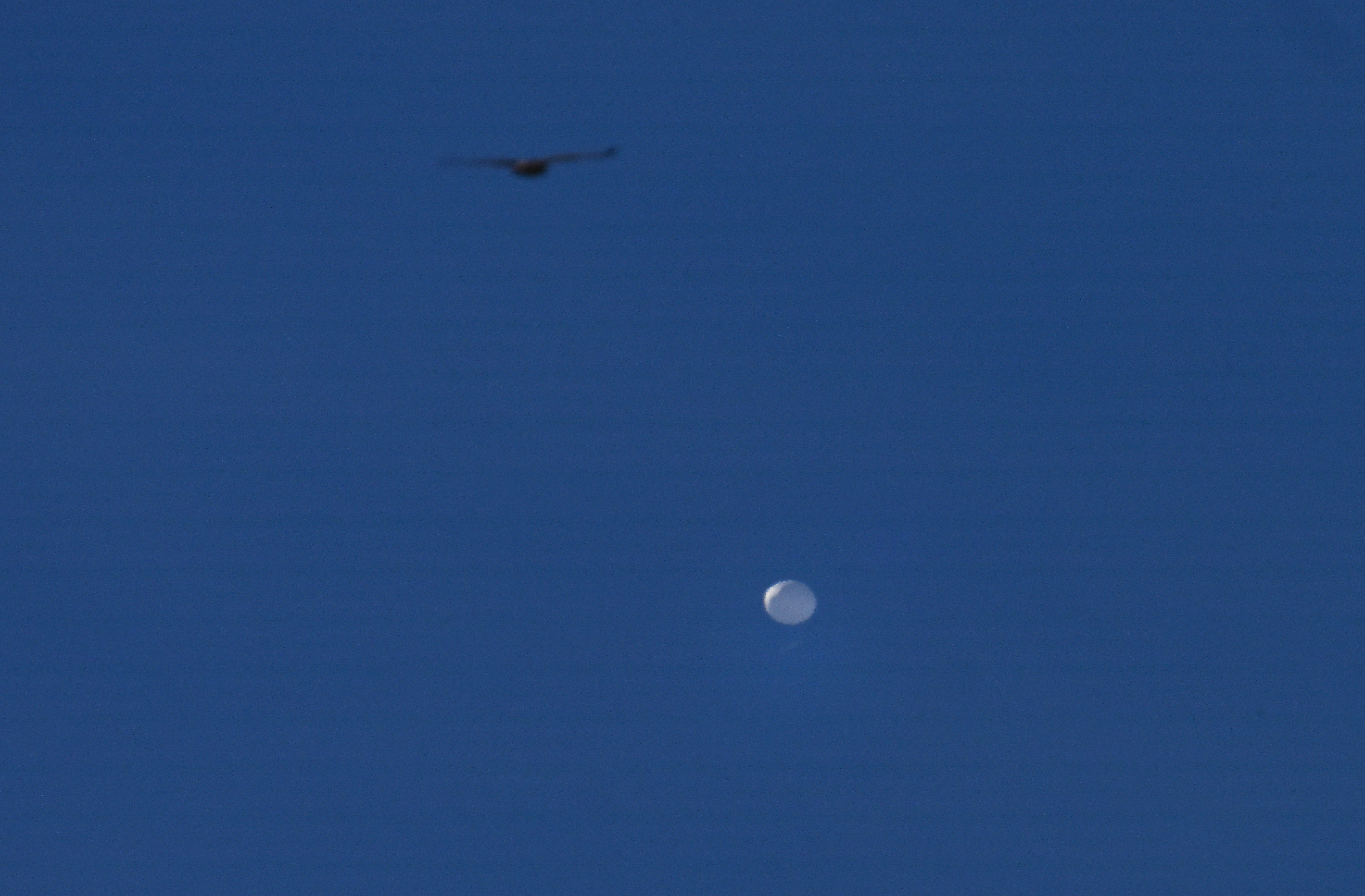 A photo of a white balloon in a blue sky, with a black bird flying.