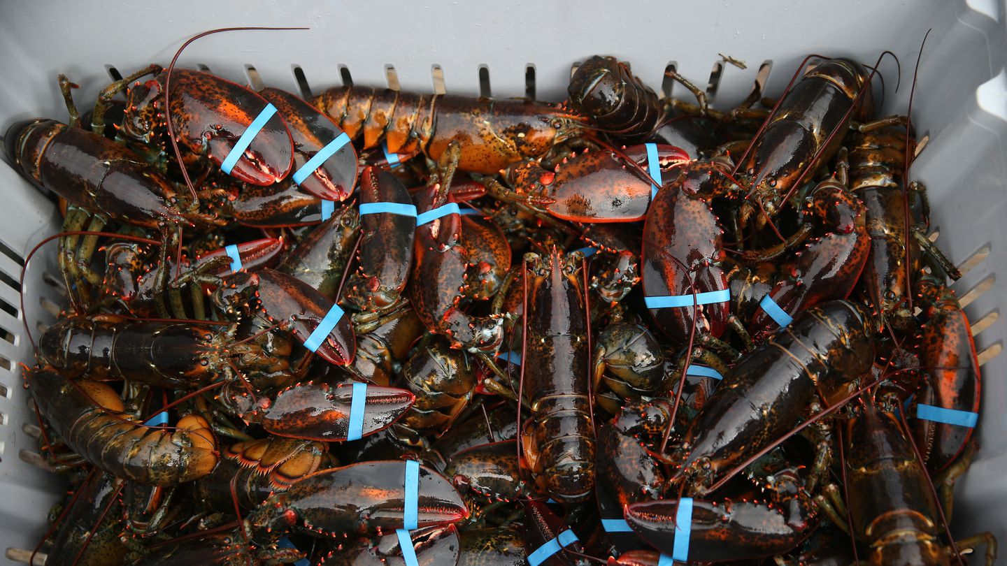 Lobsters harvested near York, Maine.