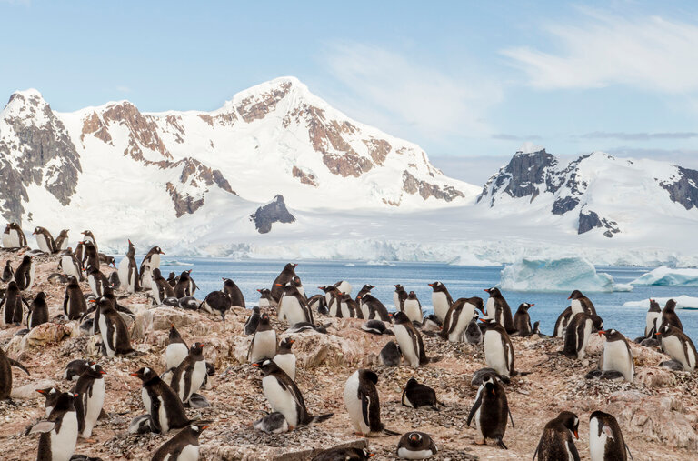 A colony of gentoo penguins mill about in Paradise Bay.
