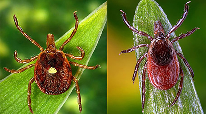 Two types of ticks