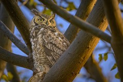 Marina Great Horned Owl-6733