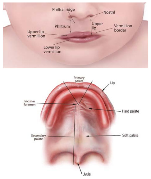 Fig. 25. Anatomy of the lip and palate