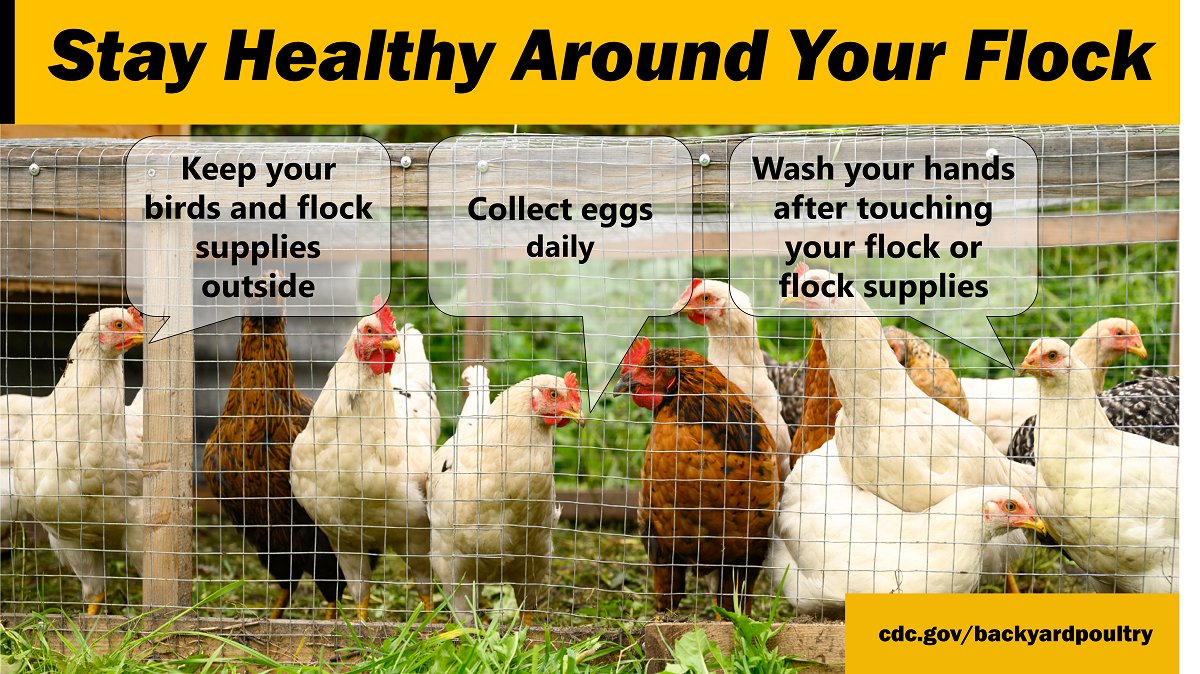 White and brown chickens standing in the grass behind a fence., with three speech bubbles above the chickens giving tips on how to keep yourself healthy around backyard poultry.
Text overlay says, “Stay healthy around your flock.
•	Keep your birds and flock supplies outside
•	Collect eggs daily
•	Wash your hands after touching your flock or flock supplies
cdc.gov/backyardpoultry”