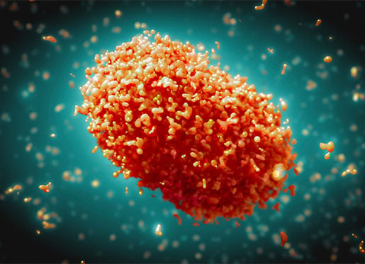 Monkeypox virus, illustration. Monkeypox virus particles are composed of a DNA (deoxyribonucleic acid) genome surrounded by a protein coat and lipid envelope.