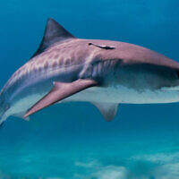 An illustrative image of a tiger shark. (Albert Kok, CC BY-SA 3.0, Wikimedia Commons)
