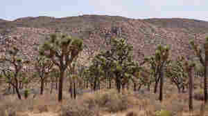 Joshua trees are dying. This new legislation hopes to tackle that