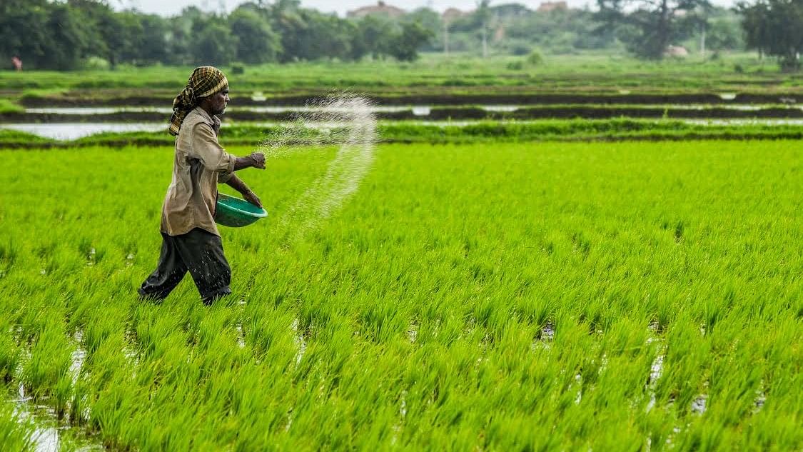 Deficit rains threaten kharif crops in Karnataka