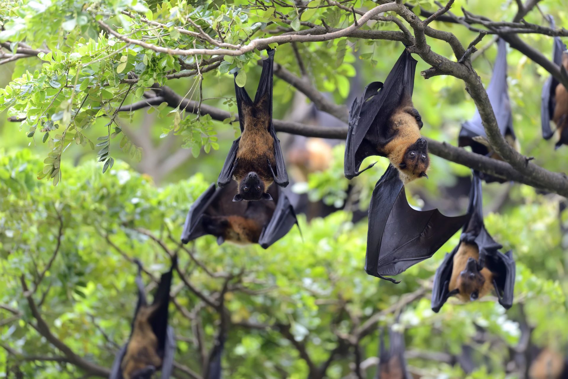 Black flying foxes (or black fruit bats) hanging from a tree