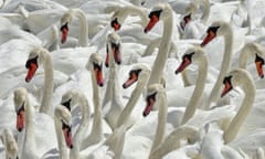 A colony of mute swans at the Abbotsbury Swannery in Dorset.