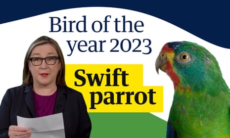 Swift parrot announced as the 2023 Australian bird of the year