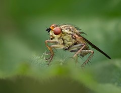 Female Yellow Dung Fly