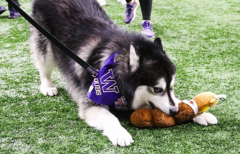Washington mascot “Dubs” chews on a Longhorn toy on the sidelines during Monday’s Sugar Bowl game.  The second-ranked University of Washington Huskies played the third-ranked Texas Longhorns in the Sugar Bowl, the semifinal game of the College Football Playoffs, Monday, January 1, 2024 at the Superdome, in New Orleans, Louisiana. 225864