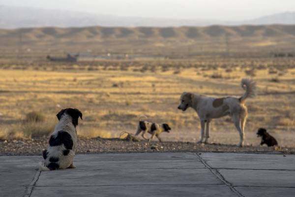 Portazo de Seremi de Salud a petición de municipio de San Pedro de Atacama: descartan sacrificar a 4.500 perros callejeros