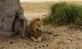 Male lion next to savannah vegetation