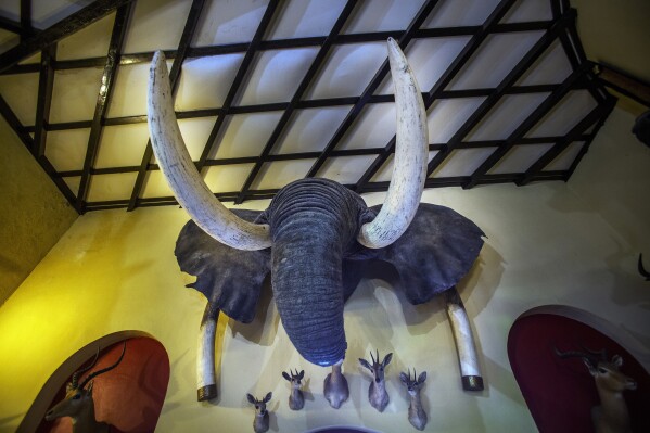 FILE - An elephant head wall trophy is on display at the Nesbitt Castle in Bulawayo, Zimbabwe, in this April 23, 2018 file photo. Nearly half of the world's migratory species are in decline, according to a new United Nations report released Monday, Feb. 12, 2024. Many songbirds, sea turtles, whales, sharks and migratory animals move to different environments with changing seasons and are imperiled by habitat loss, illegal hunting and fishing, pollution and climate change. (AP Photo/Jerome Delay, File)