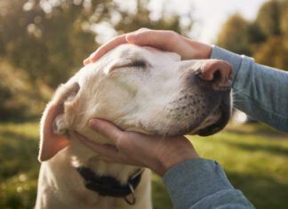 Petting a dog should be enjoyable to both the dog and the owner.