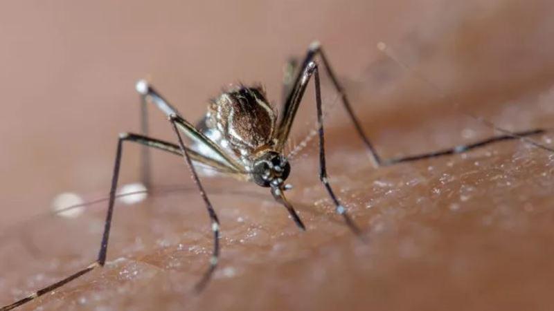 Che cosa rende le zanzare più assetate di sangue? Il motivo è più dolce di quanto si possa immaginare
