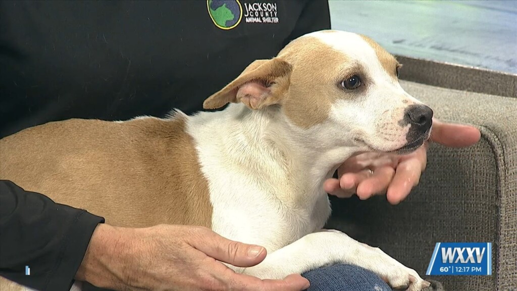 News 25 Pet Of The Week: Pia Is Looking For A Forever Home