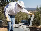 Un apicultor ante una colmena de abejas. Archivo