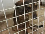 Uno de los perros detectados con rabia en las últimas semanas.