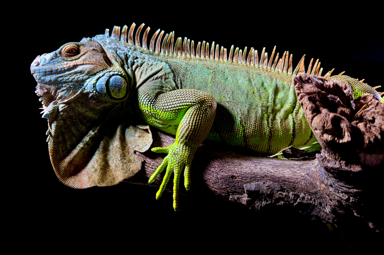 Fotografia pormenorizada de uma iguana verde, captada com a câmara Principal de 48 MP do iPhone 15 Pro