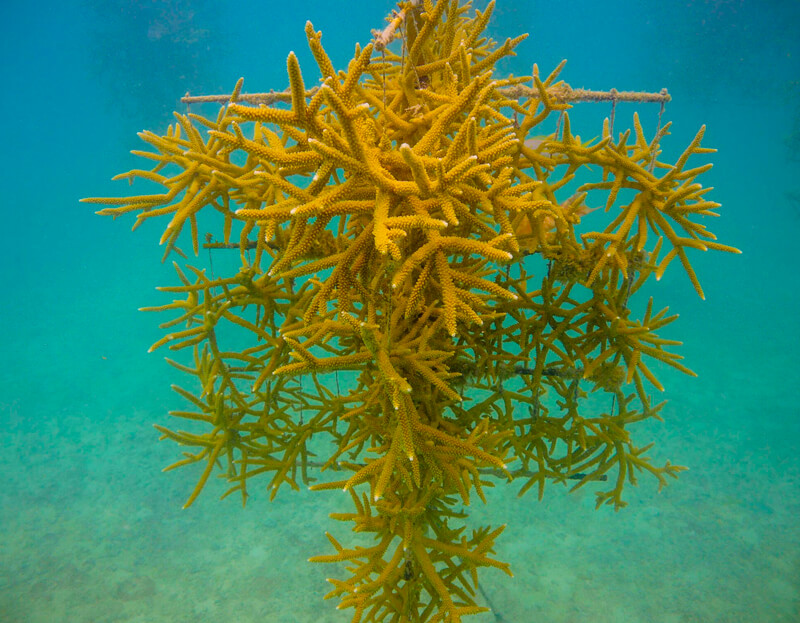 Atlantic Acropora Coral