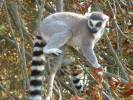 Lemur catta - Ring-tailed Lemur