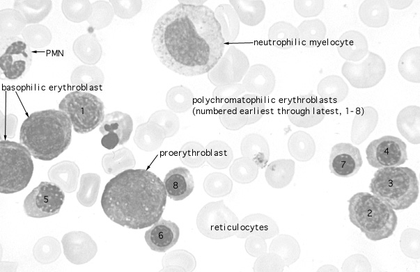  bone marrow smear, erythroblast series with proerythroblast 
