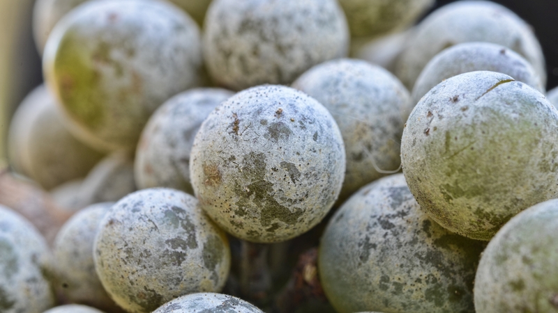 Fighting Fungicide Resistance in Fruit and Nuts