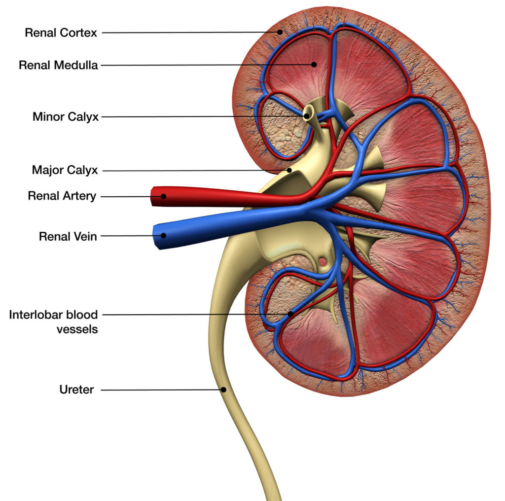 Computer generated image of kidney cross section showing the kidney interior with renal arteries and veins, with anatomy labels on a white background.