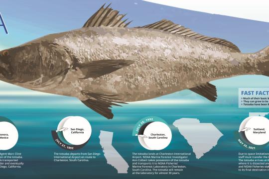 An infographic titled "Totoaba" with a large brown fish in the middle and a timeline at the bottom of the page.