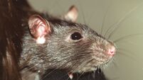 Rodent droppings behind closure orders for restaurants in Cork, Kerry and Limerick