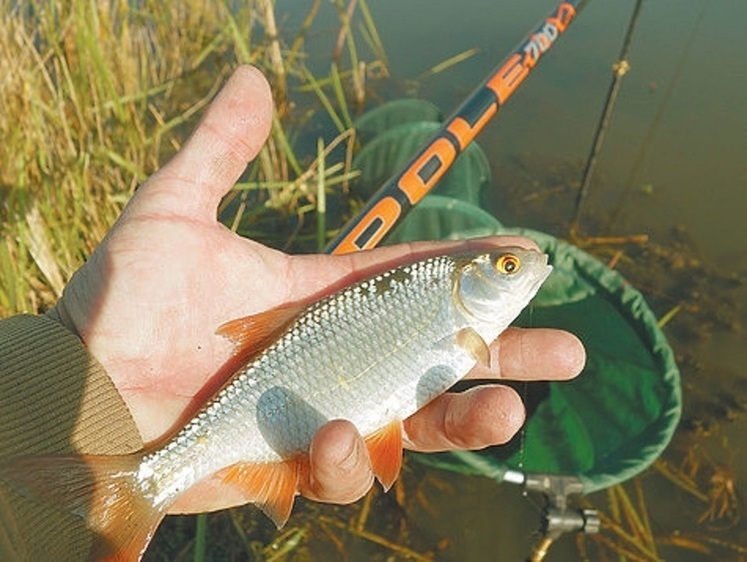 Изображение Рыболовные новости Беларуси
