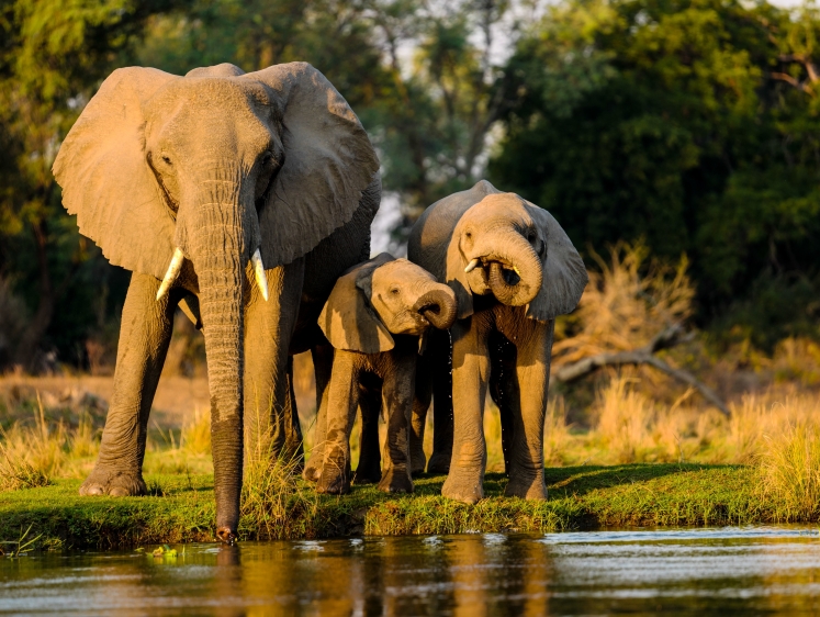 Изображение Африканский слон. Охота - это сохранение видов и защита экологии?