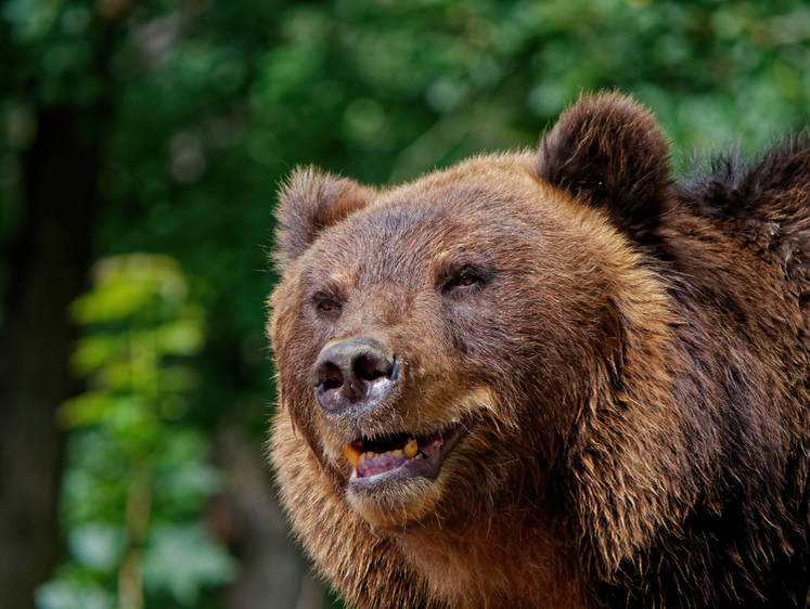 Изображение Опасный медведь-каннибал ушел от охотников в сибирских лесах